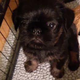 Boy 1 - Black and tan Brussels Griffon puppy in Ashland, Massachusetts from Amelyn Show Dogs