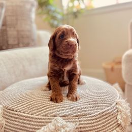 Moxy - Red  Goldendoodle puppy in Windsor, Colorado from Front Range Family Doodles