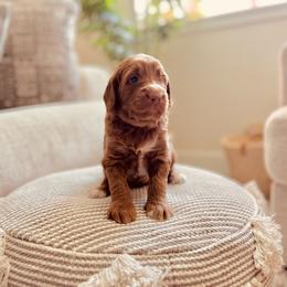 Moxy - Red  Goldendoodle puppy in Windsor, Colorado from Front Range Family Doodles