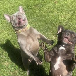 Val - French Bulldog