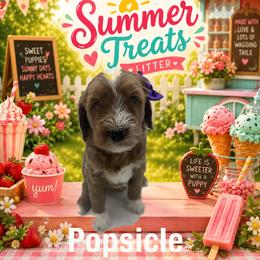 Popsicle - Apricot female Goldendoodle puppy in Milwaukie, Oregon from Tiffany Marlow