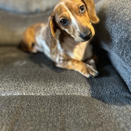 Maple - Dachshund