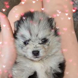 Merle F2 - Blue merle female Pomeranian puppy in Albany, Oregon from Purrs N Poms