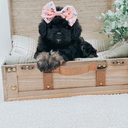 May - Phantom female Bernedoodle puppy in Statesville, North Carolina from Doodle Babies