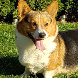 Gibson - Pembroke Welsh Corgi