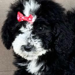 Jan - Red Collar Female - Black and white female Bernedoodle puppy in Peoria, Arizona from Wroth's Pawsibilities