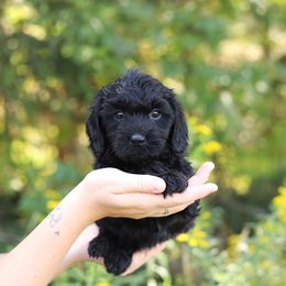 Blue - Black male Australian Labradoodle puppy in Williamstown, New York from Lewis Manor Labradoodles