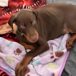 Green collar male - Red and rust male Doberman Pinscher puppy in Madison, Indiana from Jensen Dobermans and Dachshunds