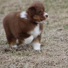Shuffle - Red tri-color female Australian Shepherd puppy in Jameson, Missouri from Sky Creek