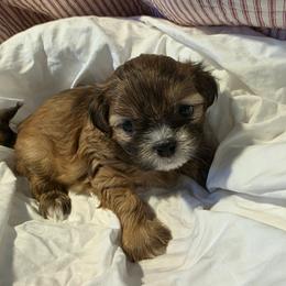 Peanut - Brindle male Shih Tzu puppy in Rockmart, Georgia from Sonya Garrett