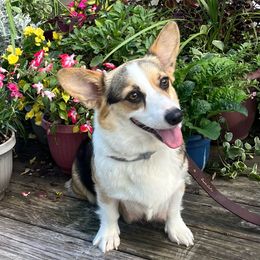 Birdie - Pembroke Welsh Corgi