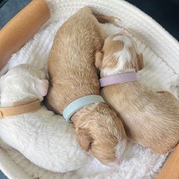 Goldendoodles from Greenfield Goldendoodles