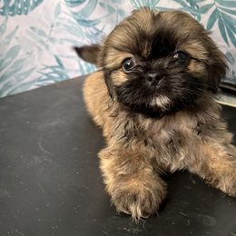 Shih Tzus from Shihtzu Puppy Pals