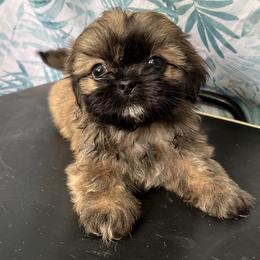 Shih Tzus from Shihtzu Puppy Pals