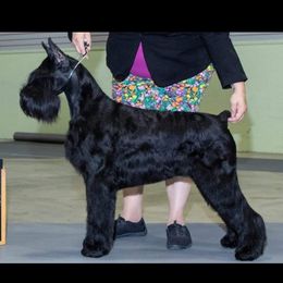 Bling - Giant Schnauzer