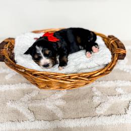 Vienna - Tri-color female Bernedoodle puppy in West Haven, Utah from Split Mountain Doodles