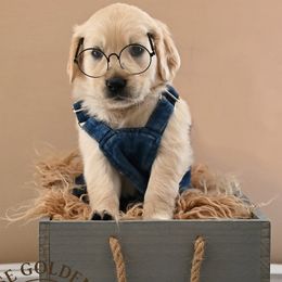 Golden Retriever Puppies from T Rose Golden Co.