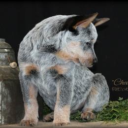Australian Cattle Dog Puppies from TLC Cattle dogs