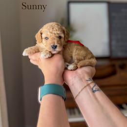 Sunny - Apricot male Goldendoodle puppy in Benton, Arkansas from Cozy Creek Doodles