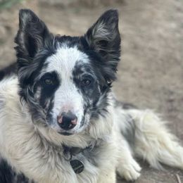 Athena - Border Collie