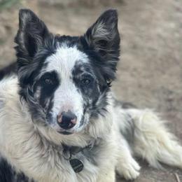 Athena - Border Collie