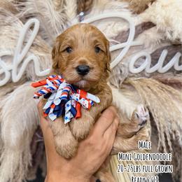 Apple Jacks - Red  male Goldendoodle puppy in Pearland, Texas from Posh Paws Puppies