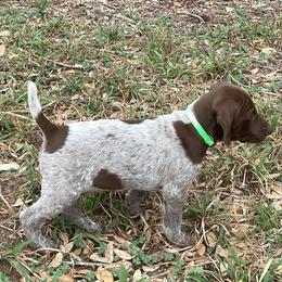 German Shorthaired Pointer Puppies from Hunting S Kennel
