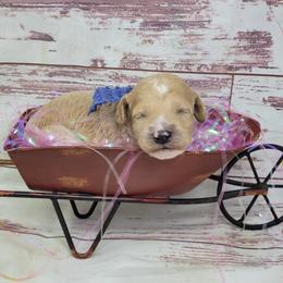 Corn - Red  female Goldendoodle puppy in Grabill, Indiana from Rose's Doodles
