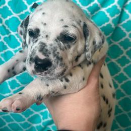 Heath - White and black male Dalmatian puppy in Austin, Texas from Dazzling Dalz