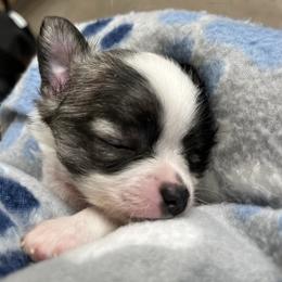 Prisstine - Blue brindled fawn female Chihuahua puppy in Tecumseh, Oklahoma from Callie’s Happy Chihuahuas, Callie’s Happy Treasures LLC