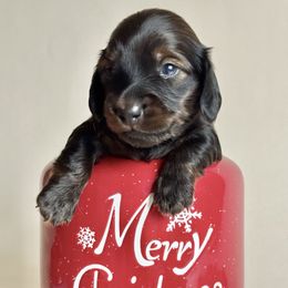 Percy - Red male Dachshund puppy in Clever, Missouri from Autumn Breeze Dachshunds