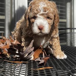 Goldendoodle Puppies from DeBerrys Doodles