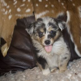 Willa Sage - Blue merle Miniature Australian Shepherd puppy in Berryville, Arkansas from 2Lazy2P Mini Aussies
