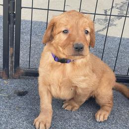 Riley - Dark golden female Golden Retriever puppy in Wellington, Colorado from High Country Golden Retrievers