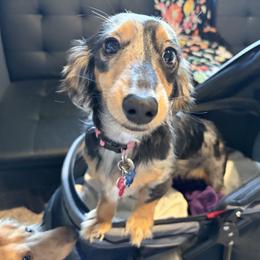 Dachshund All Grown Up from K&K Mini Doxies