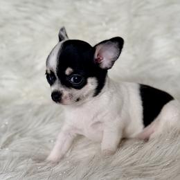 Miranda - Black and white female Chihuahua puppy in Allentown, Pennsylvania from Tsunami Cockers & Chihuahuas