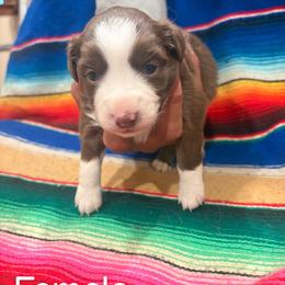 RTF-2 - Red tri female Miniature Australian Shepherd puppy in Chino Valley, Arizona from Perkins Mini/Toy Aussies