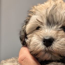 Dachshunds and Pomeranians from AZ Dachshunds & Poms