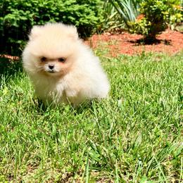Bisquit - White male Pomeranian puppy in Millstone Township, New Jersey from Couture_frenchies_and_pomeranian