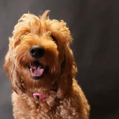 Assorted Doodle Crosses Puppies from Meekie Doodle Farm