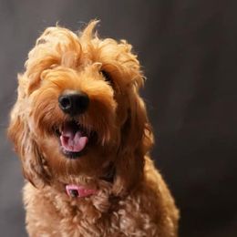 Assorted Doodle Crosses Puppies from Meekie Doodle Farm