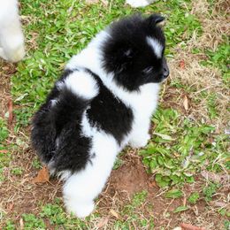 Pomeranian and Pomsky Puppies from Alpha Poms & Pomskies
