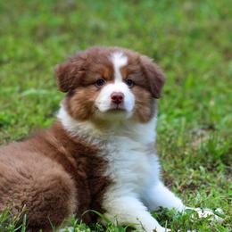 Brook - Red tri female Toy Australian Shepherd puppy in Bauxite, Arkansas from J and B Mini Aussies