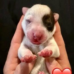 Thalia - Red speckled female Australian Cattle Dog puppy in Clovis, California from Miller Australian Cattle Dogs