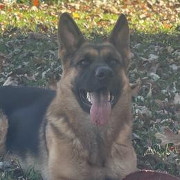 Esh - German Shepherd