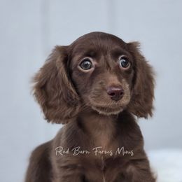 Mabel - Chocolate female Dachshund puppy in Mcminnville, Tennessee from Red Barn Farms Minis