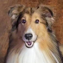 Rip - Shetland Sheepdog