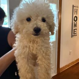 Butter - Cream male Poodle puppy in Yellville, Arkansas from Ozark Mountain Doodles & Pugs