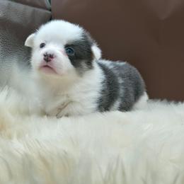 Lightning - Blue female Pembroke Welsh Corgi puppy in Charleroi, Pennsylvania from Twilight Hollow Corgis