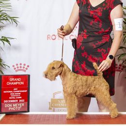 American Staffordshire Terriers and Lakeland Terriers from Goldmere Kennel